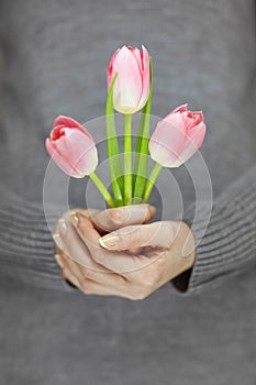 Woman hands with perfect nail art holding pink spring flowers tulips, sensual studio shot