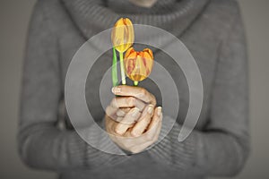 Woman hands with perfect nail art holding pink spring flowers tulips, sensual studio shot