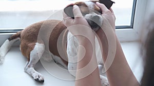 Woman hands pet and touch funny chihuahua dog lying on window