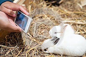 Woman hands photograph the Netherland Dwarf rabbit.