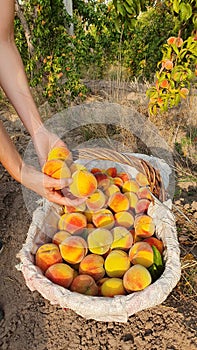 Woman hands picking peaches red photo