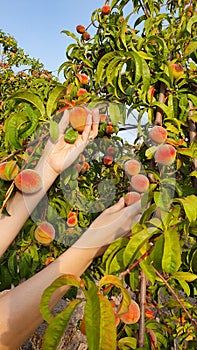Woman hands picking red peaches photo