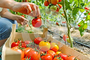 a woman hands picks ripe tomatoes from a branch putting in box.