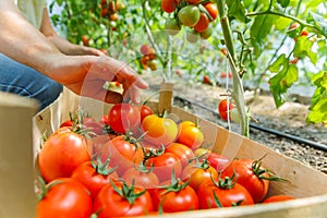 a woman hands picks ripe tomatoes from a branch putting in box.