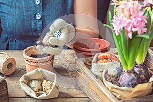 Woman hands planting hyacinth