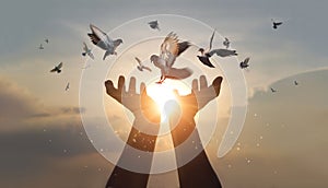 Woman hands praying and free bird enjoying nature on sunset background, hope and faith concept