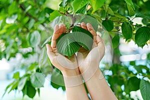 woman hands protect green tree in the garden, Environment and sustainability concepts