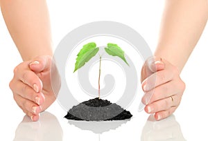 Woman hands protecting small green plant