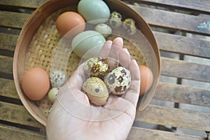 Woman hands put the quails egg on wicker basket