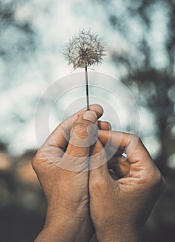 Woman hands raising up a dandelion flower against the sky. Nature and people lifestyle. Daydreaming and hope. Feeling and