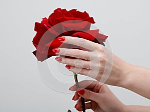 Woman hands with red manicure and rose