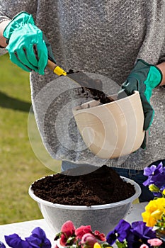 Woman hands replanting flowers