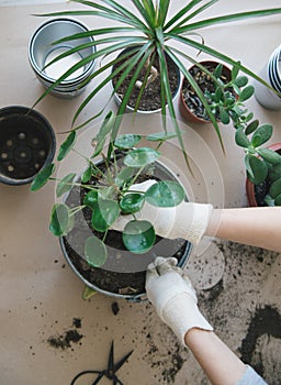woman hands repotting house plant. indoor photo
