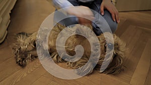 Woman hands stroking cute brown Yorkshire terrier dog at home - close up