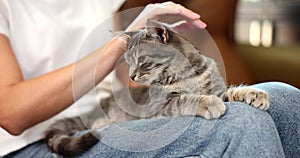 Woman hands are stroking gray cat lying on lap