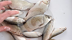 Woman hands taking fresh and raw fishes by container