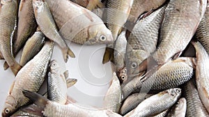 Woman hands taking fresh and raw fishes by container