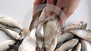 Woman hands taking fresh and raw fishes by container