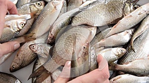 Woman hands taking fresh and raw fishes by container