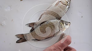 Woman hands taking fresh and raw fishes by container