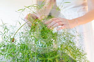 Woman hands touching and caring for the green plant