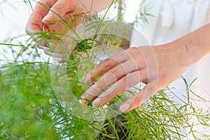 Woman hands touching and caring for the green plant