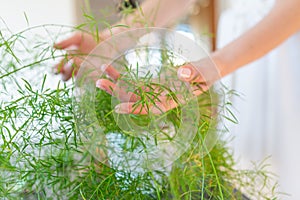 Woman hands touching and caring for the green plant