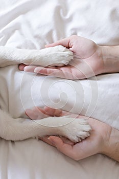 woman hands touching her dog paws on white sheet on bed. Morning, love for animals concept. Home, indoors and lifestyle