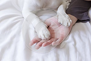 Woman hands touching her dog paws on white sheet on bed. Morning, love for animals concept. Home, indoors and lifestyle