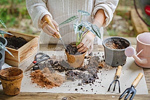 Woman hands transplanting plant into new pot by use shovel to scoop the soil into the pot. Indoor gardening hobbies and jobs