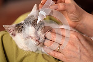 Woman hands treating a little kitten eyes with eyedrops, shallow