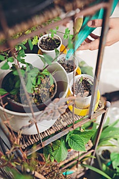 Woman hands watering seedlings in urban garden