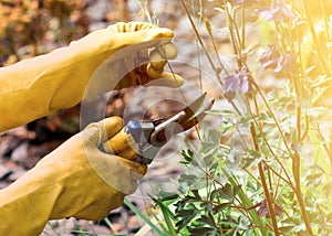 Woman hands wearing yellow gloves cutting flowers