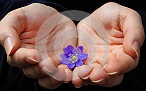 Woman hands with wild violets, early spring flowers