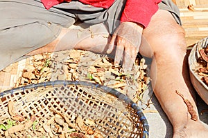 Woman hands wrinkled skin in working peel tamarind