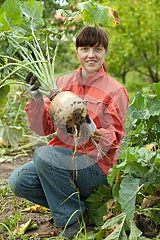 Woman harvesting beetroot in field