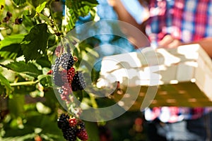 Woman harvesting berries in garden