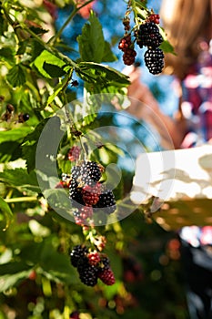 Woman harvesting berries in garden