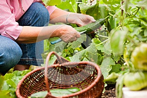 Woman harvesting cucumbers in her garden