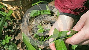 Woman harvesting fresh bear garlic during spring sunny day. The season of herbalism and organic food