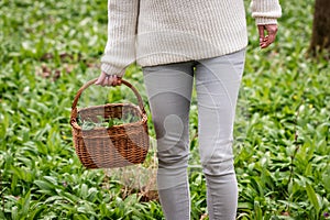 Woman harvesting fresh herbs in forest