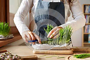 Woman harvesting freshly grown barley grass