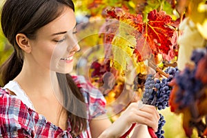 Woman harvesting grape