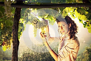 Woman harvesting grapes under sunset light