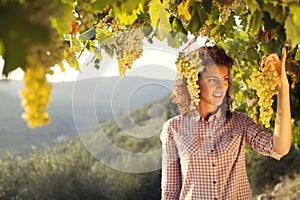 Woman harvesting grapes under sunset light in a vineyard