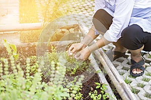 Woman harvesting herbal plants in herb garden