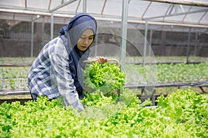 Woman harvesting from hydrophonic farm