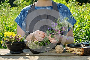 Woman harvesting medicinal plants. Herbalist holding in her hands bunch of medicinal herbs. photo