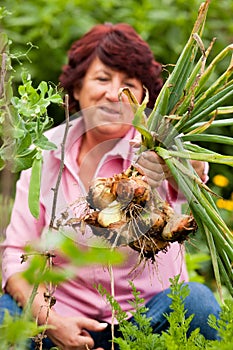 Woman harvesting onions in garden