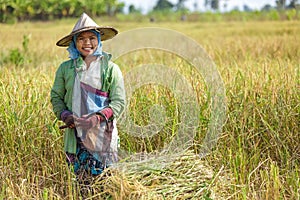 Woman harvesting rice